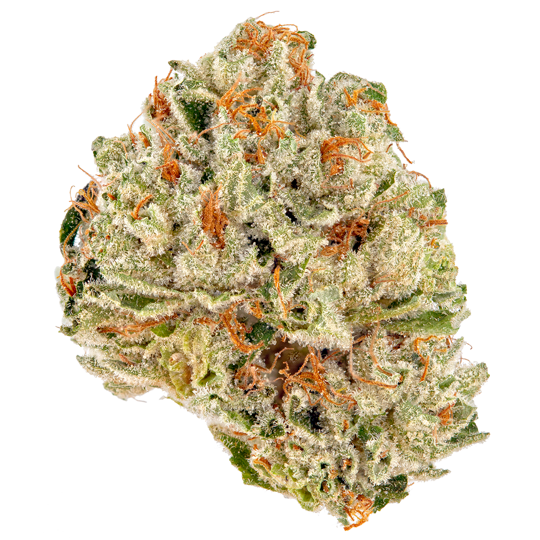 Black Truffle
