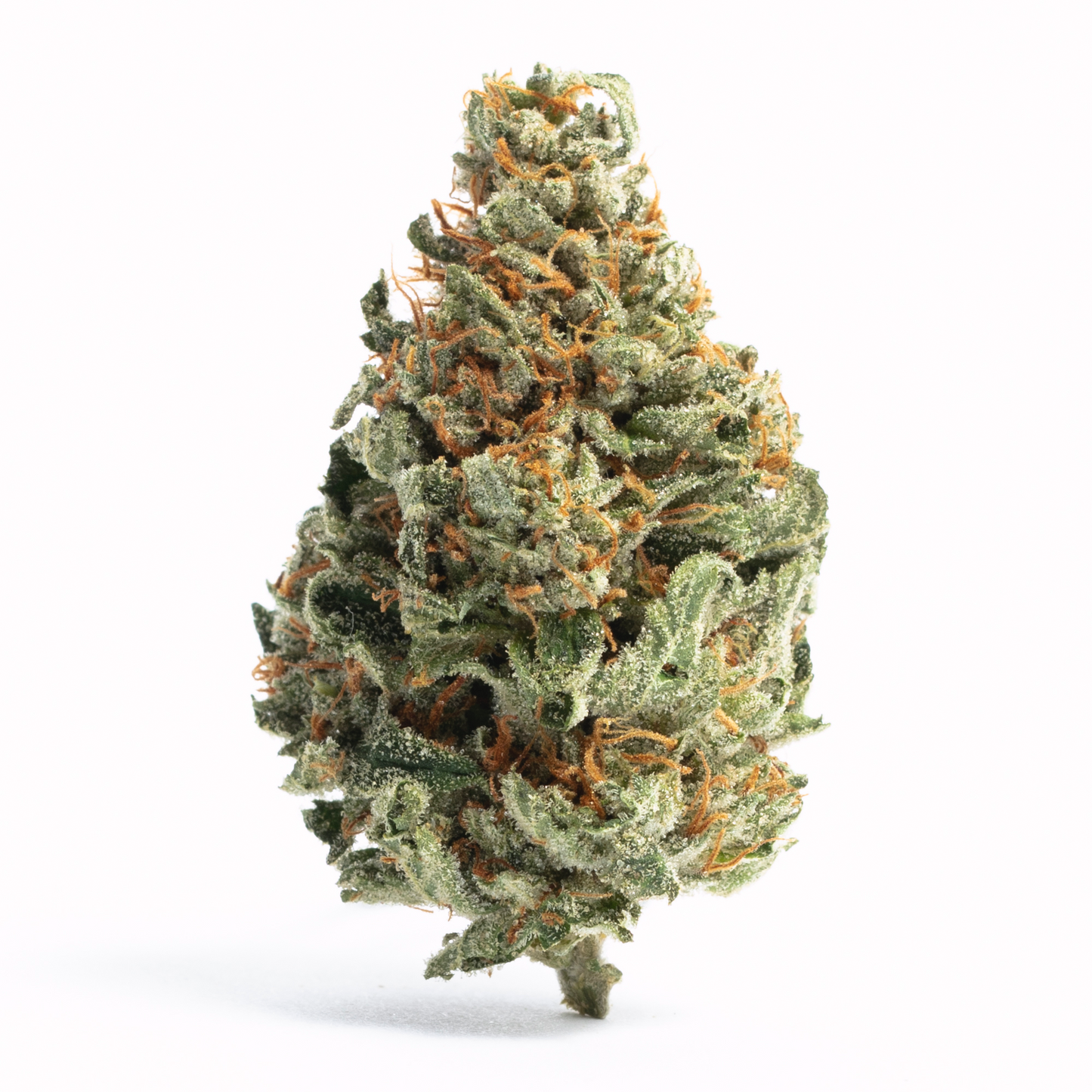 Gorilla Skunk