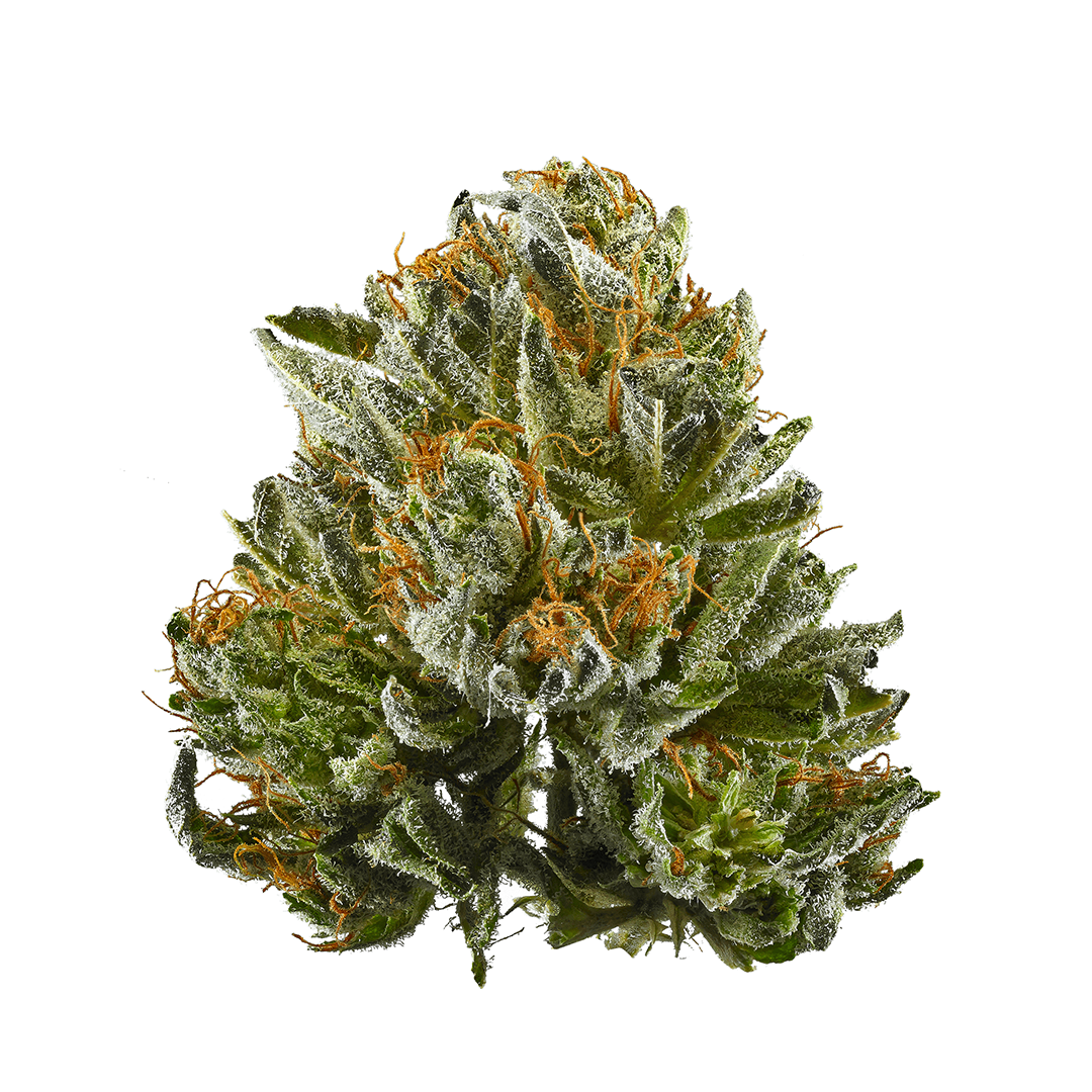 Sativa Diva